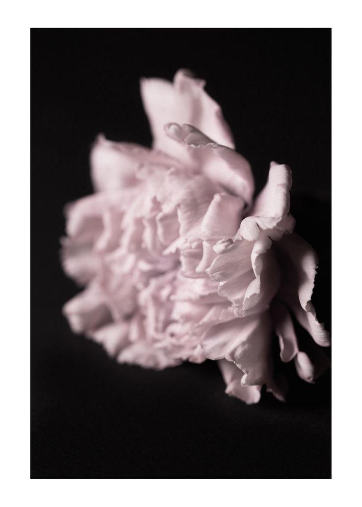 Plakat - Pale Bloom 50x70 - Dear Sam