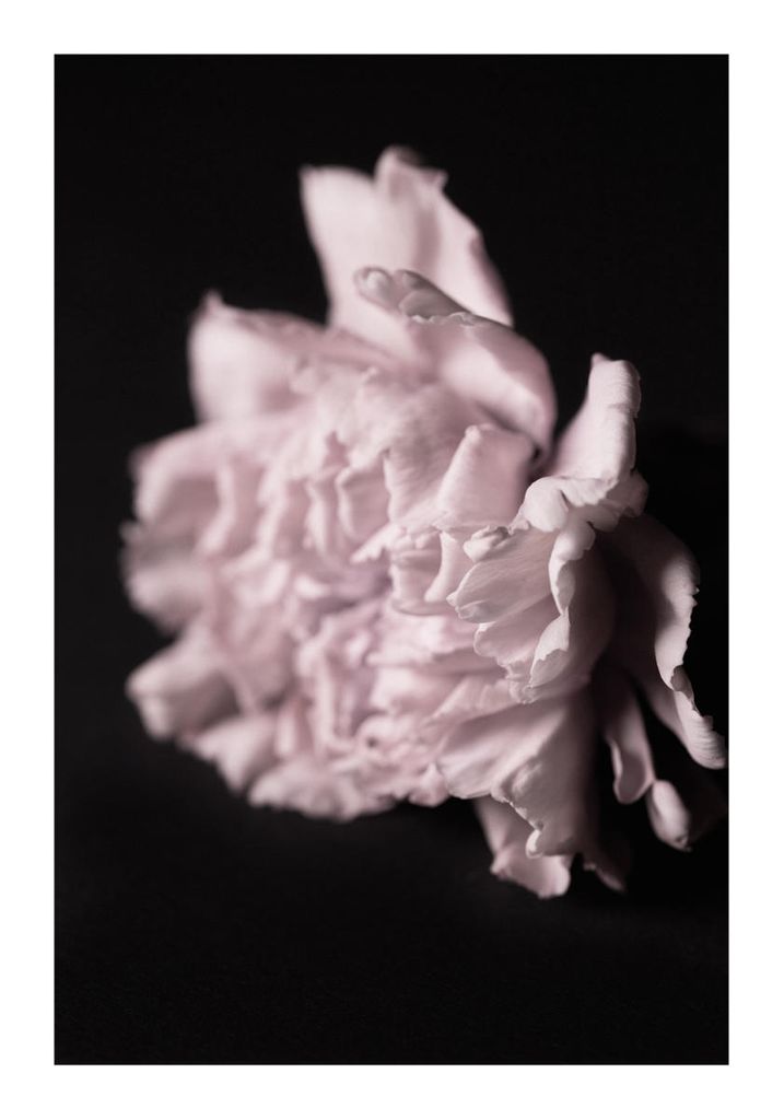 Plakat - Pale Bloom 70x100 - Dear Sam