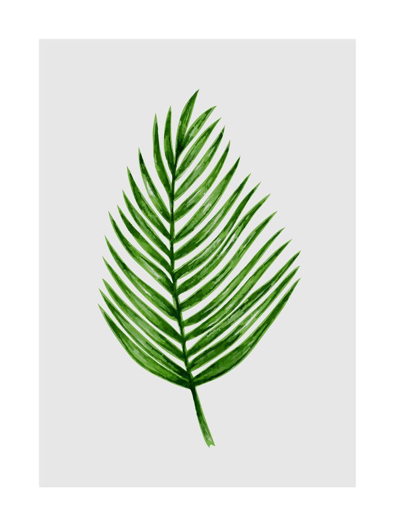 Poster - Palm Leaf Illustration 30x40 - Dear Sam