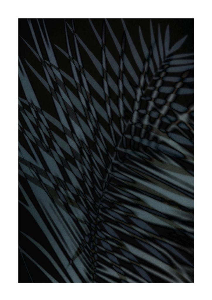 Poster - Palm Shadow Us 21x30 - Dear Sam