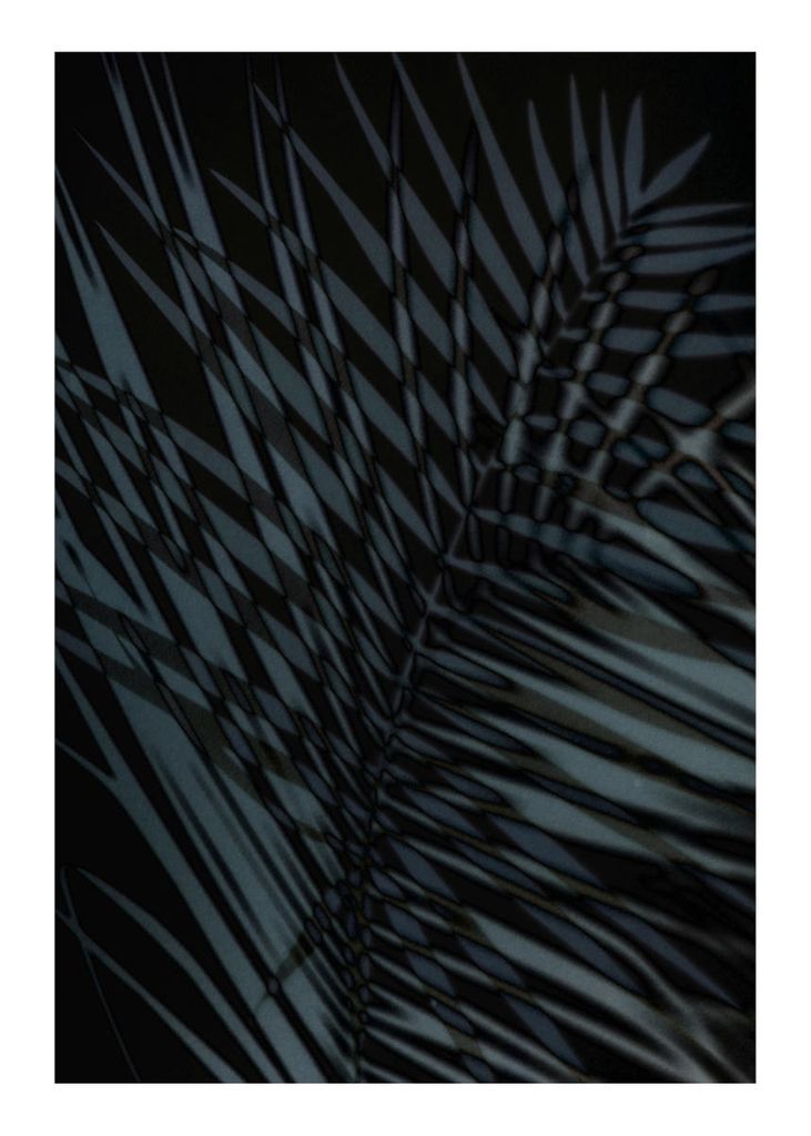 Poster - Palm Shadow Us 50x70 - Dear Sam