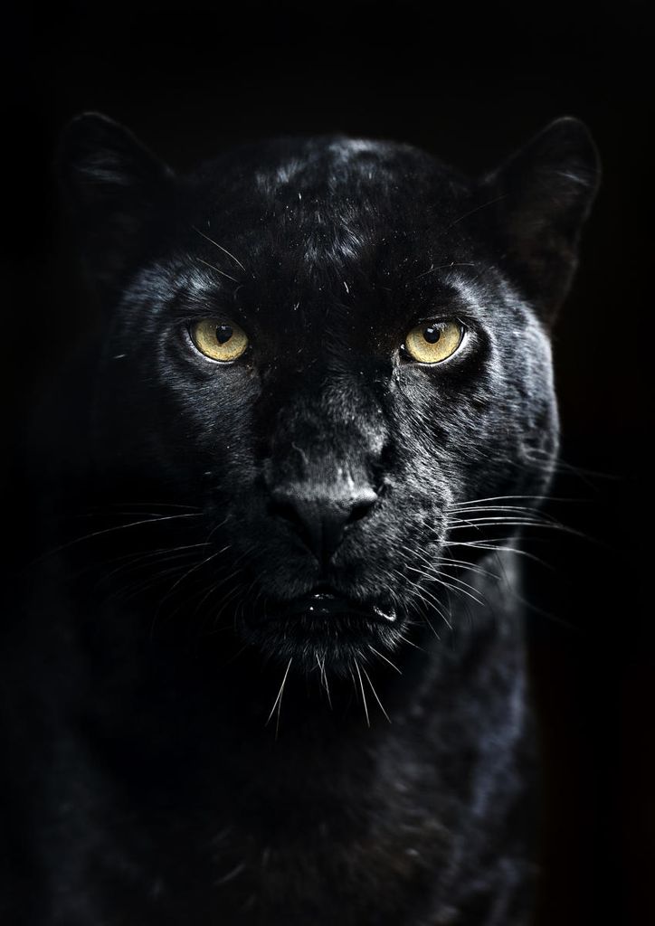 Poster - Panther 21x30 - Dear Sam