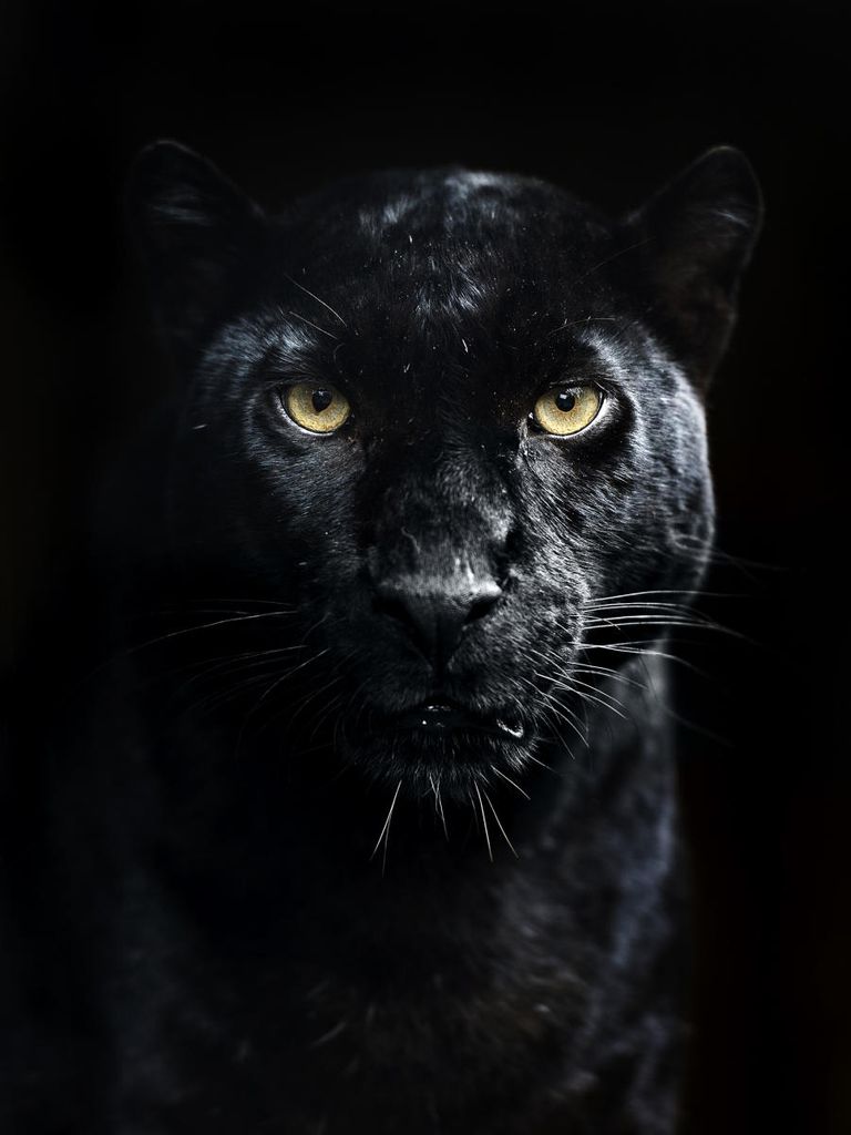 Poster - Panther 30x40 - Dear Sam