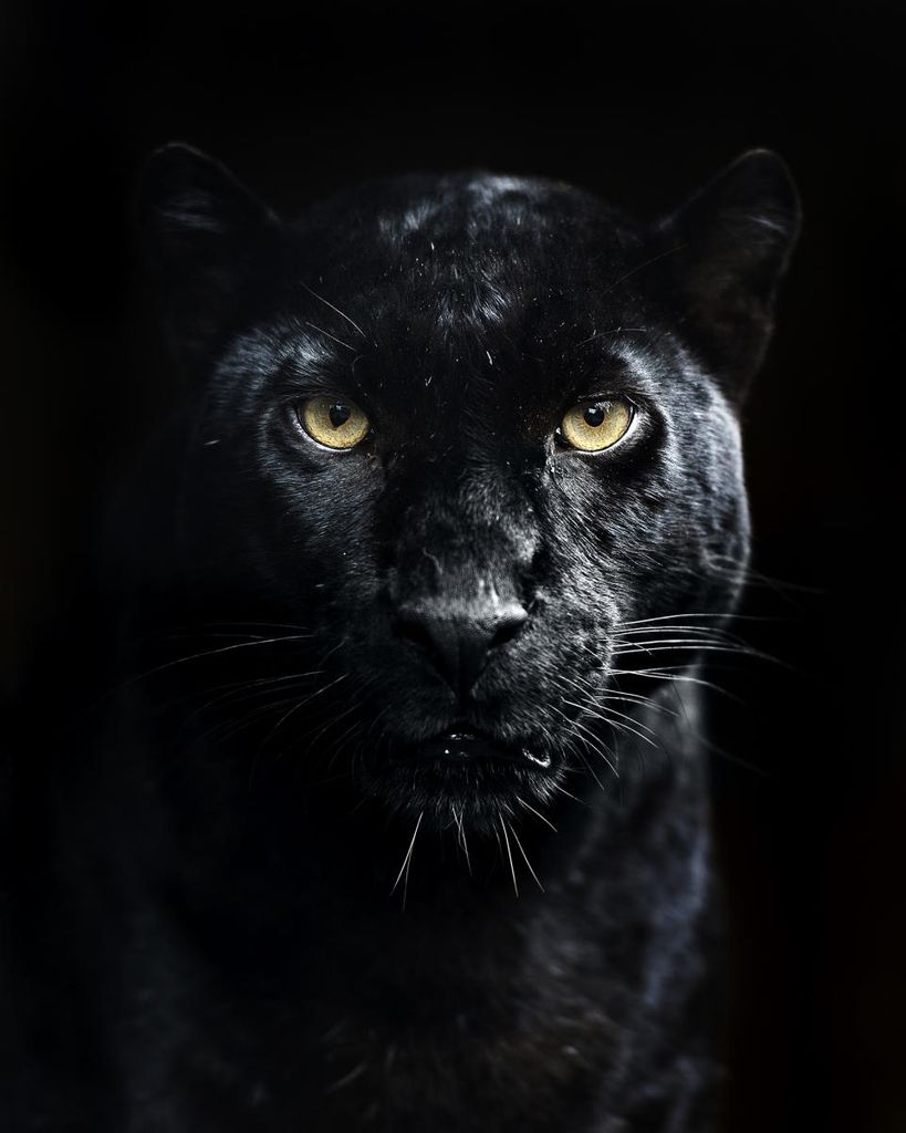 Poster - Panther 40x50 - Dear Sam