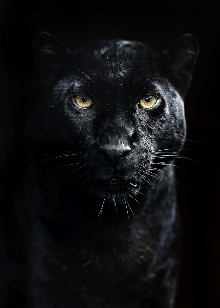 Poster - Panther 50x70 - Dear Sam