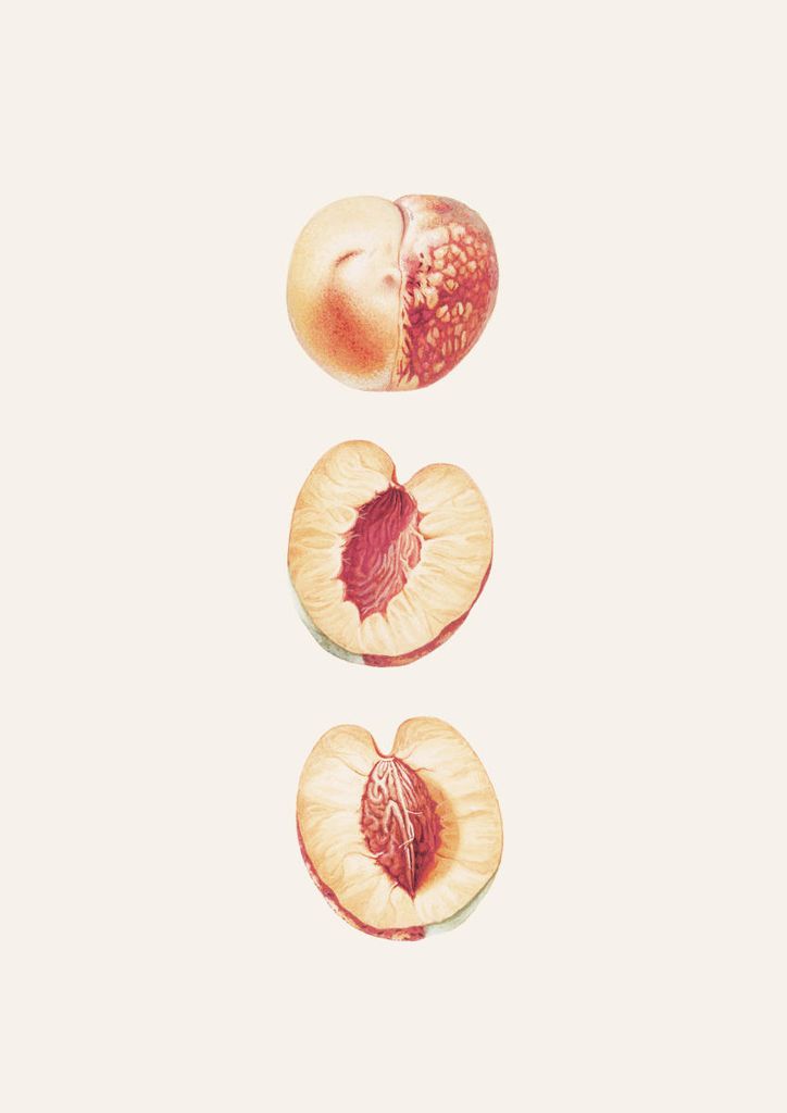 Poster - Peach Study 21x30 - Dear Sam