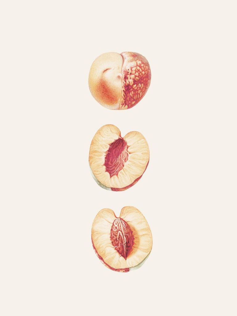 Poster - Peach Study 30x40 - Dear Sam