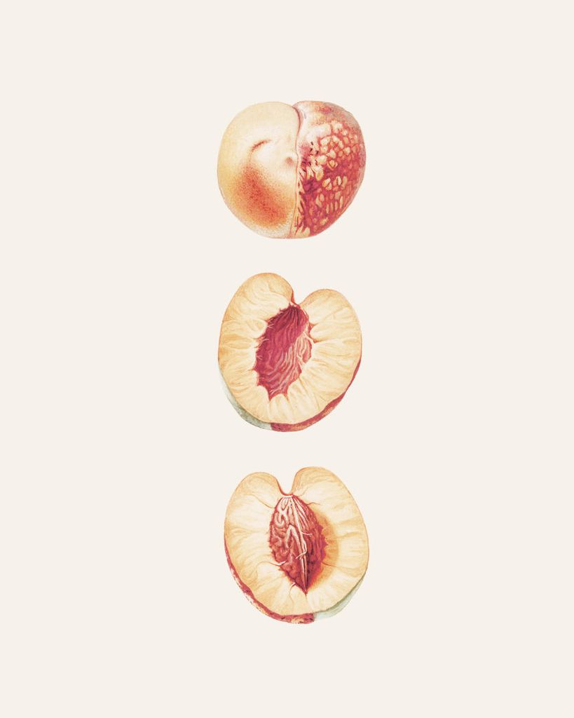 Poster - Peach Study 40x50 - Dear Sam