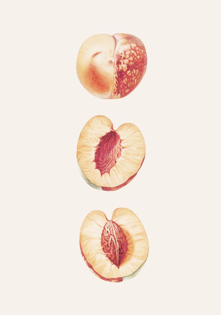 Poster - Peach Study 70x100 - Dear Sam