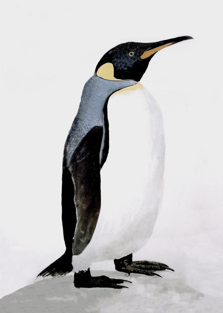 Poster - Penguin Illustration 50x70 - Dear Sam