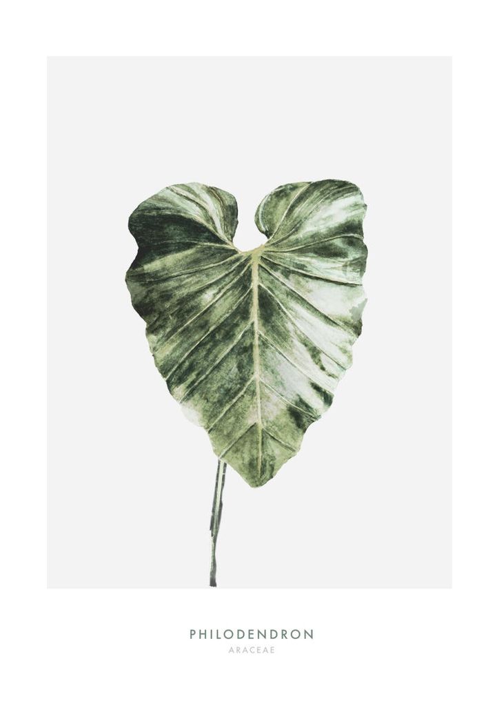 Poster - Philodendron Leaf 21x30 - Dear Sam