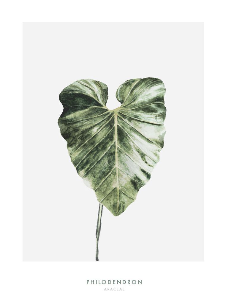 Poster - Philodendron Leaf 30x40 - Dear Sam