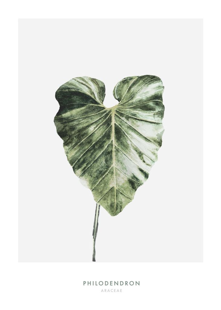 Poster - Philodendron Leaf 50x70 - Dear Sam
