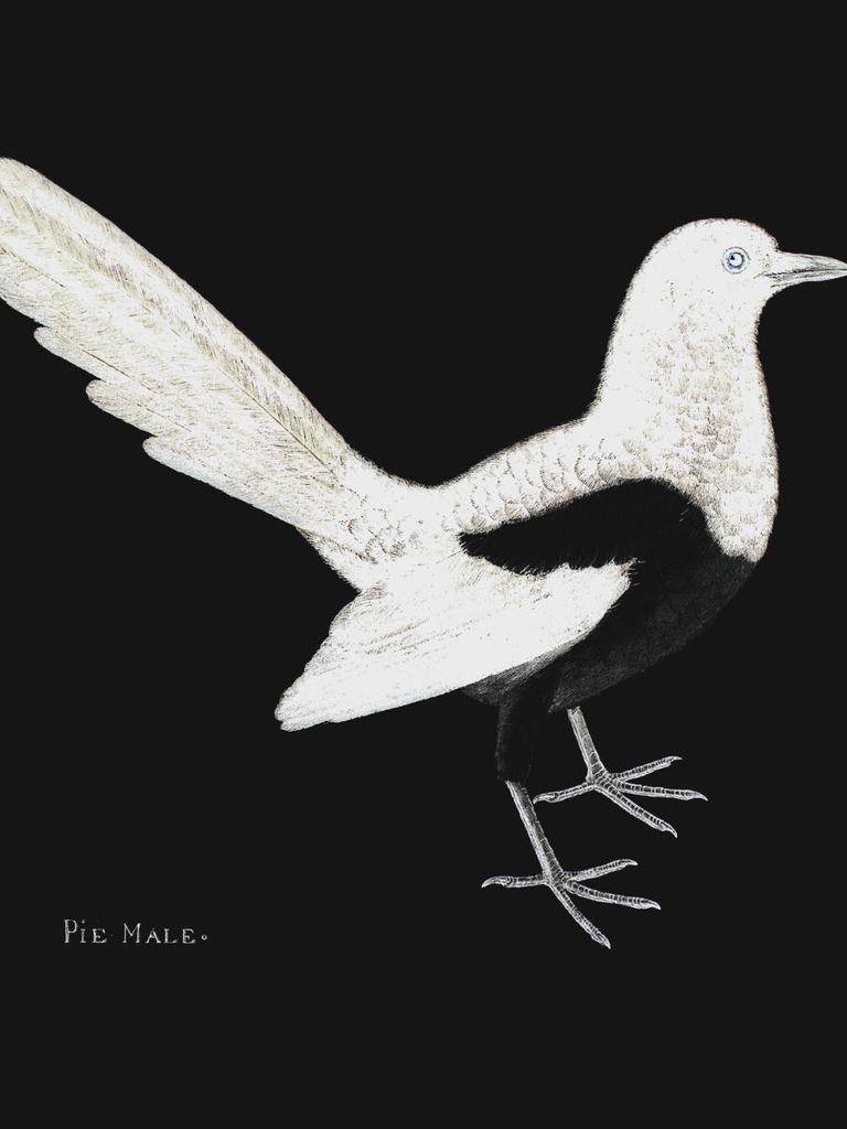 Poster - Pie Bird 30x40 - Dear Sam