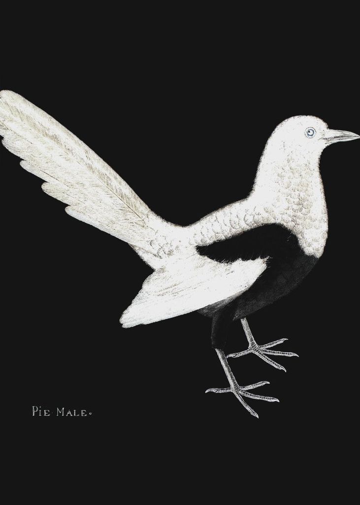 Poster - Pie Bird 50x70 - Dear Sam