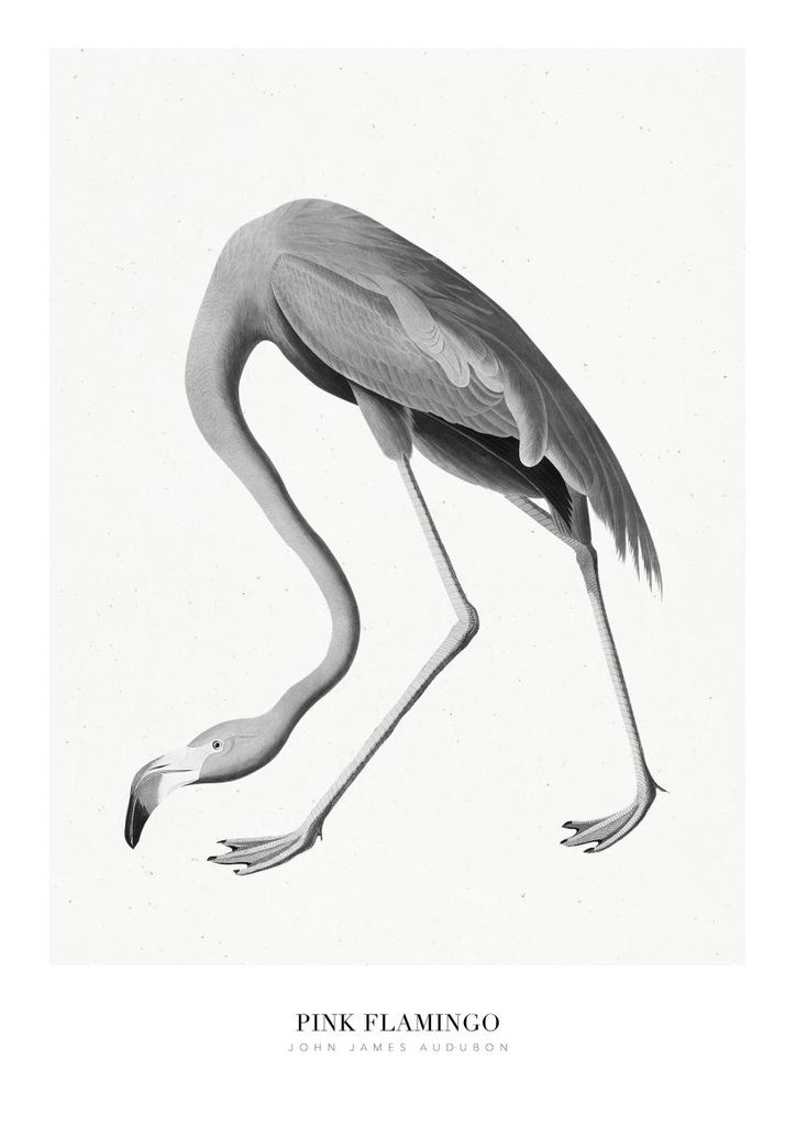 Poster - Pink Flamingo 21x30 - Dear Sam