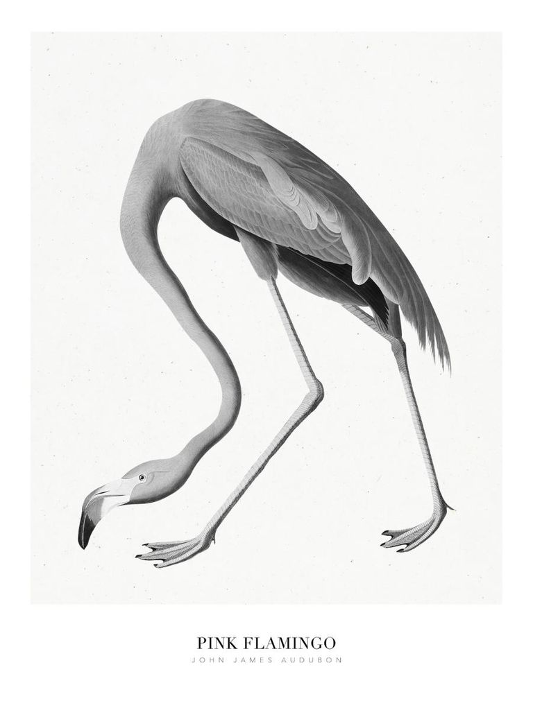 Poster - Pink Flamingo 30x40 - Dear Sam
