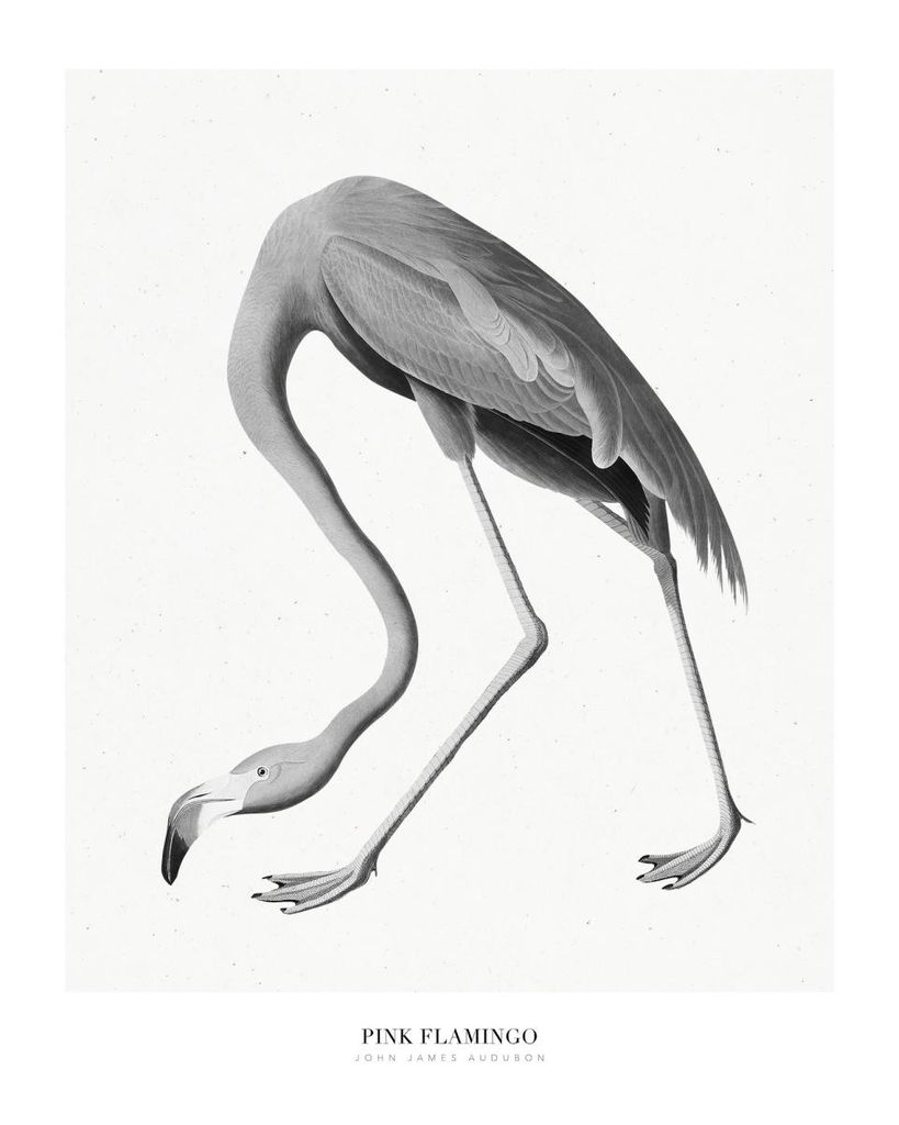 Poster - Pink Flamingo 40x50 - Dear Sam
