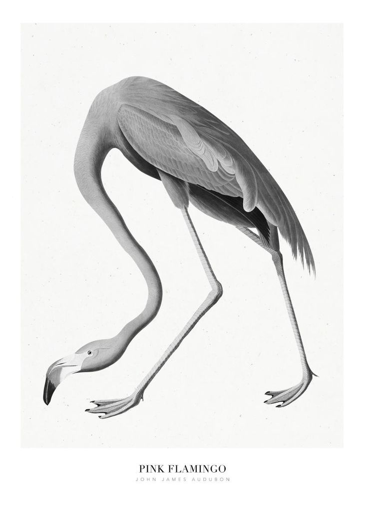 Poster - Pink Flamingo 50x70 - Dear Sam
