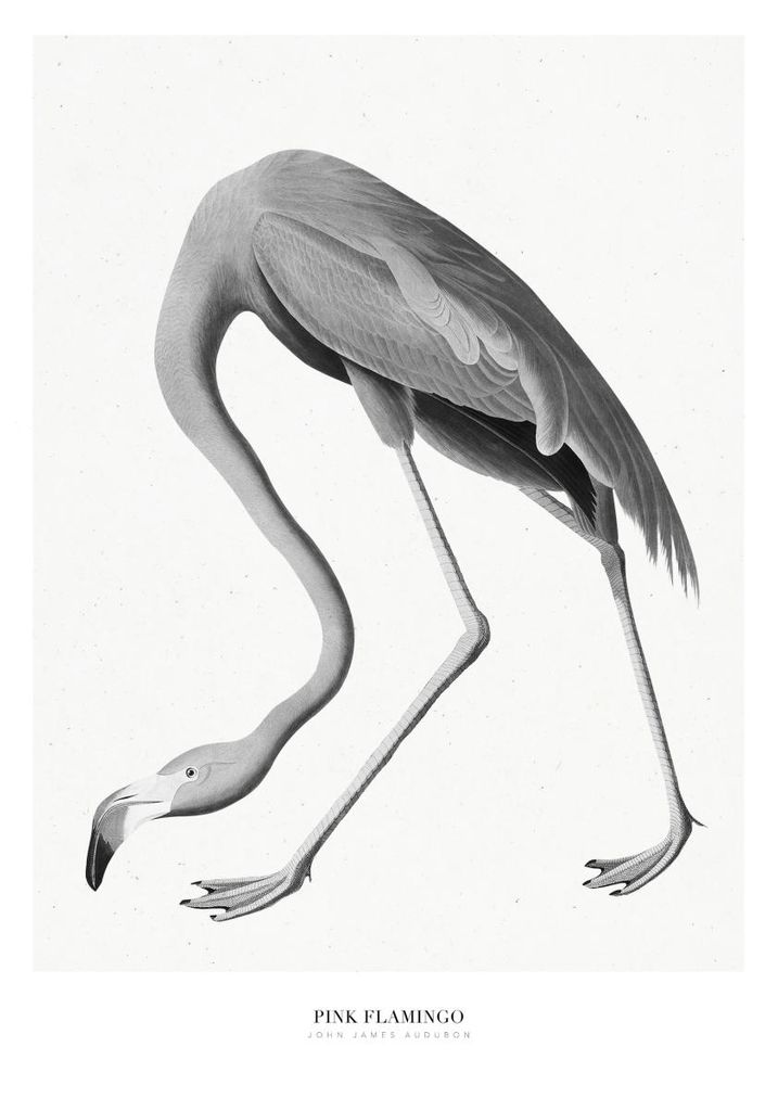 Poster - Pink Flamingo 70x100 - Dear Sam