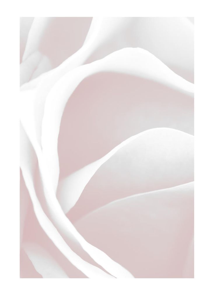 Poster - Pink Rose Petals 21x30 - Dear Sam