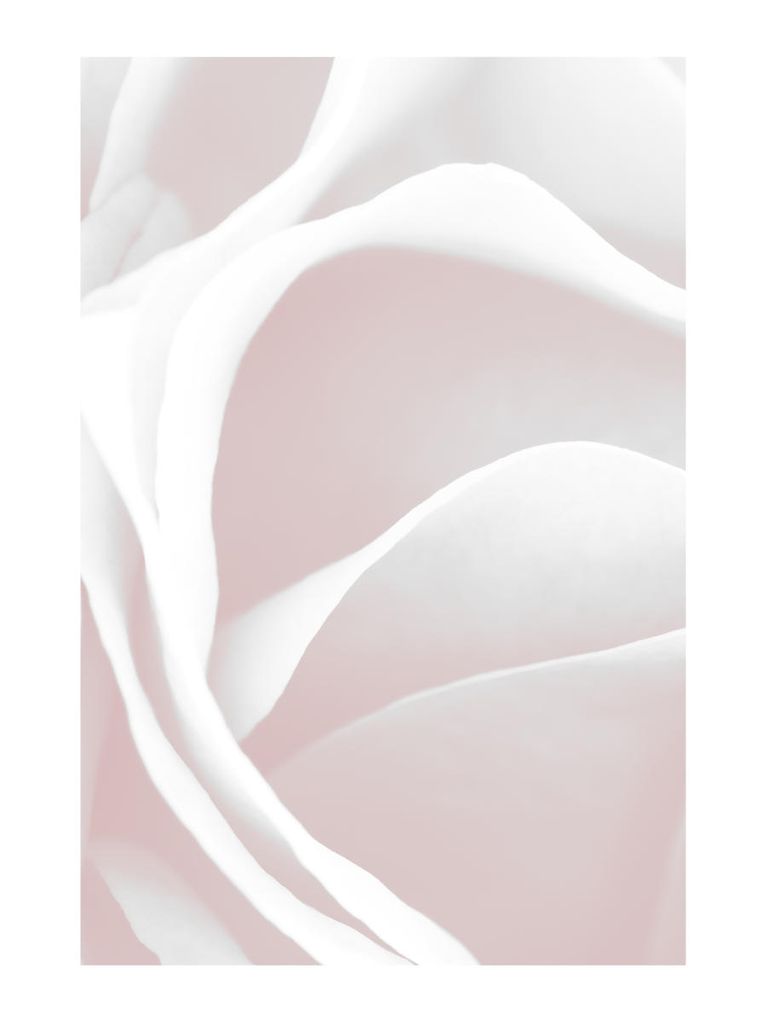 Poster - Pink Rose Petals 30x40 - Dear Sam