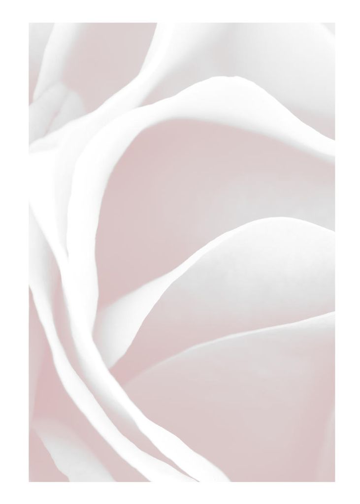 Poster - Pink Rose Petals 50x70 - Dear Sam