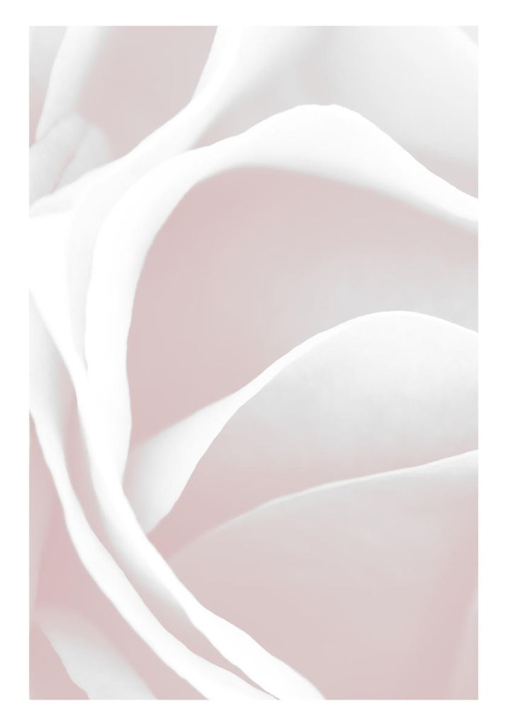 Poster - Pink Rose Petals 70x100 - Dear Sam