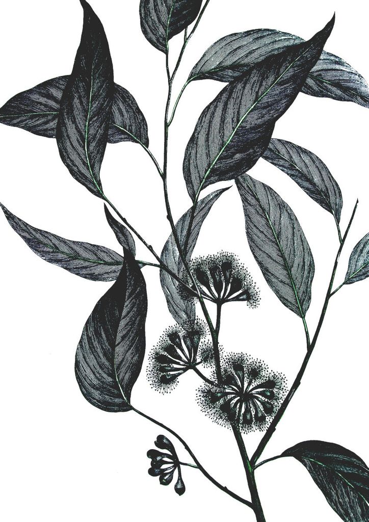 Plakat - Refurnished Vintage Wild Eucalyptus 21x30 - Dear Sam