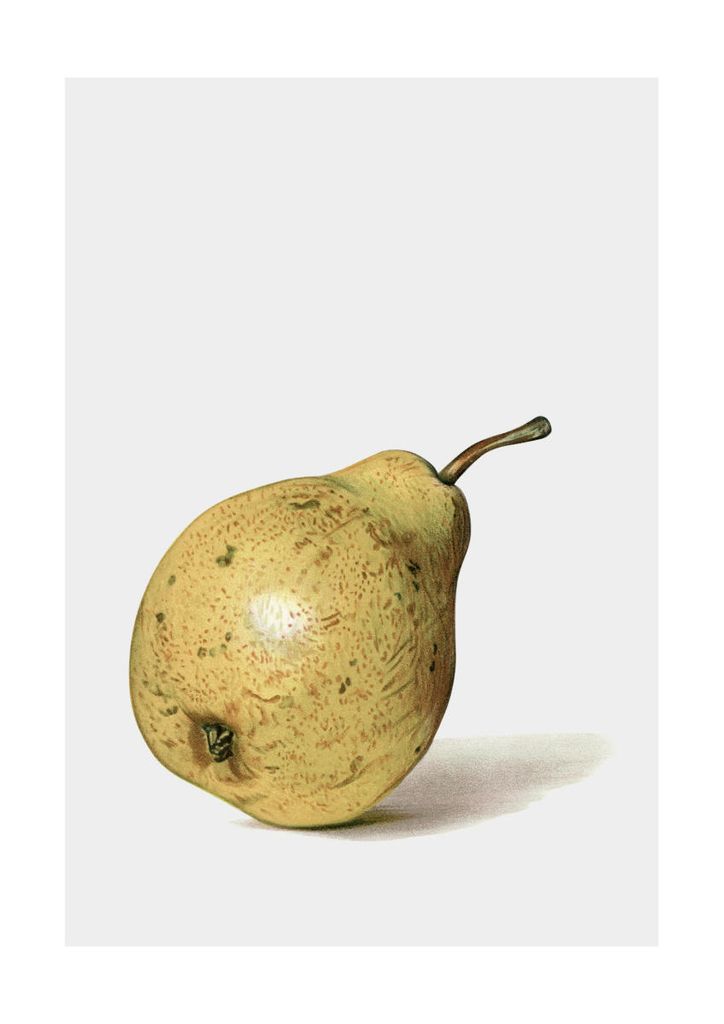 Poster - Ripe Pear 21x30 - Dear Sam
