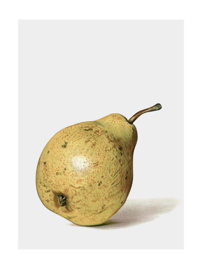 Poster - Ripe Pear 30x40 - Dear Sam