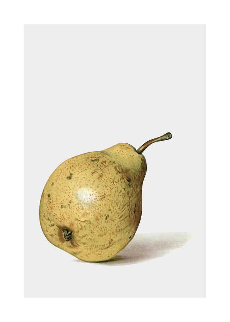 Poster - Ripe Pear 50x70 - Dear Sam