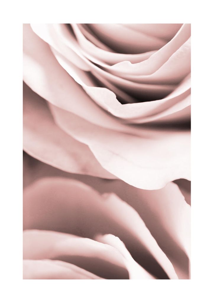 Plakat - Rose Close 21x30 - Dear Sam