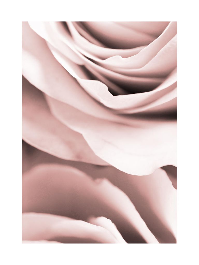 Plakat - Rose Close 30x40 - Dear Sam