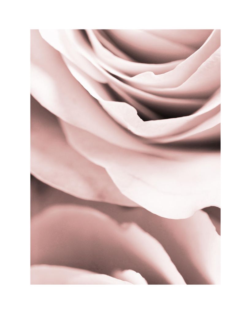 Plakat - Rose Close 40x50 - Dear Sam