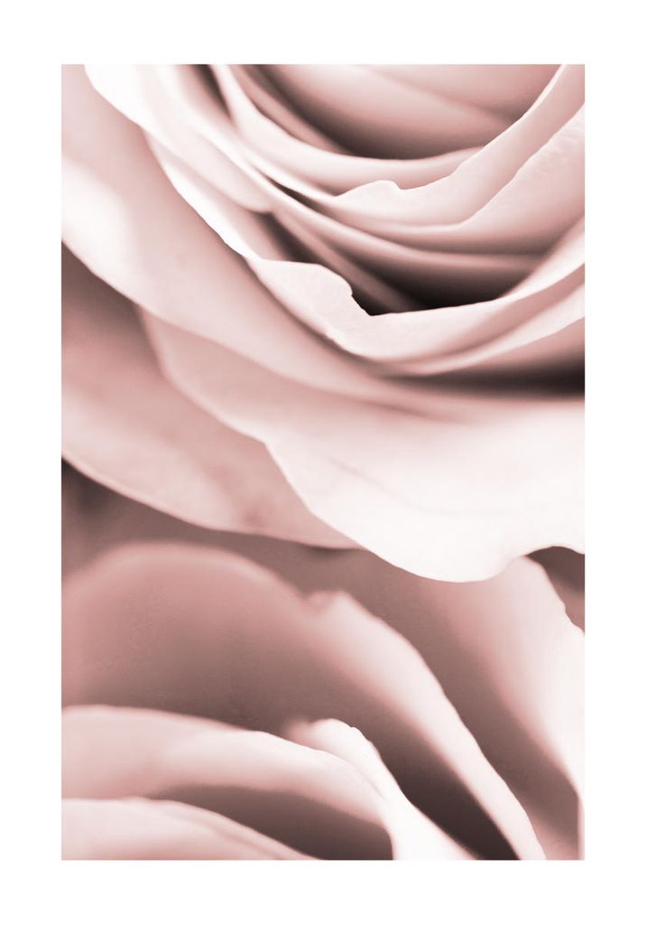 Plakat - Rose Close 70x100 - Dear Sam
