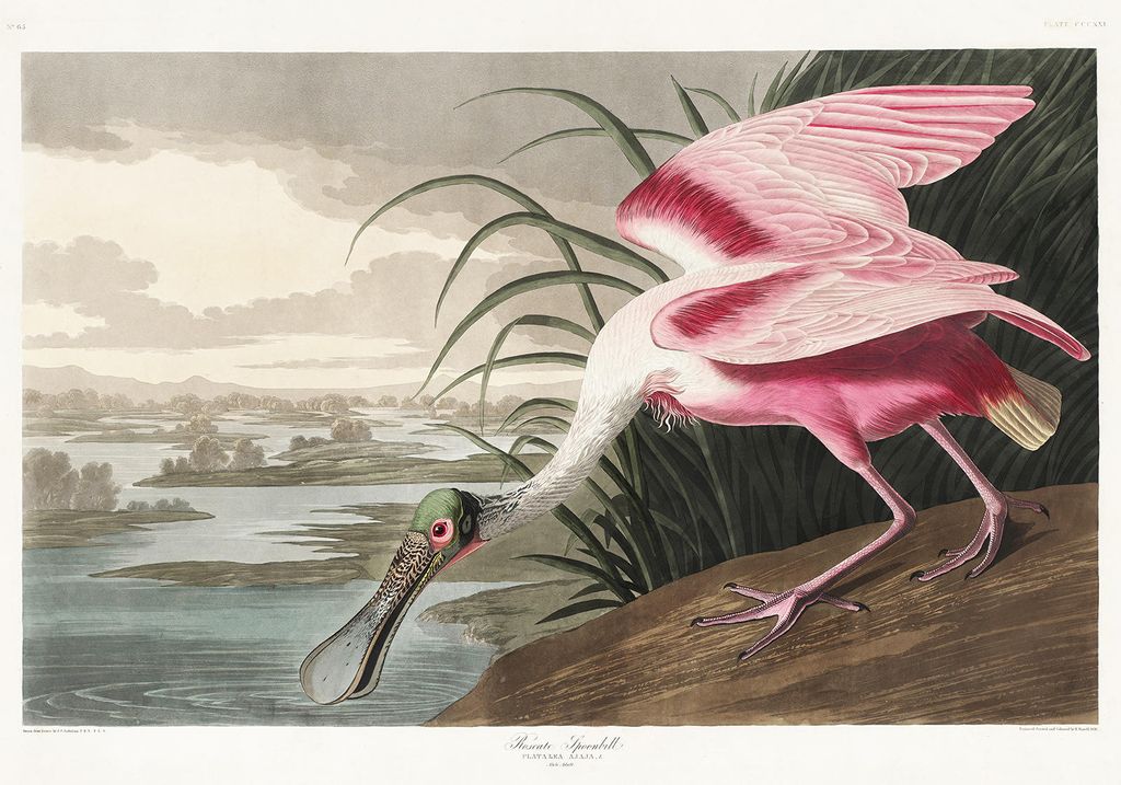 Plakat - Roseate Spoonbill By John James Audubon 100x70 - Dear Sam