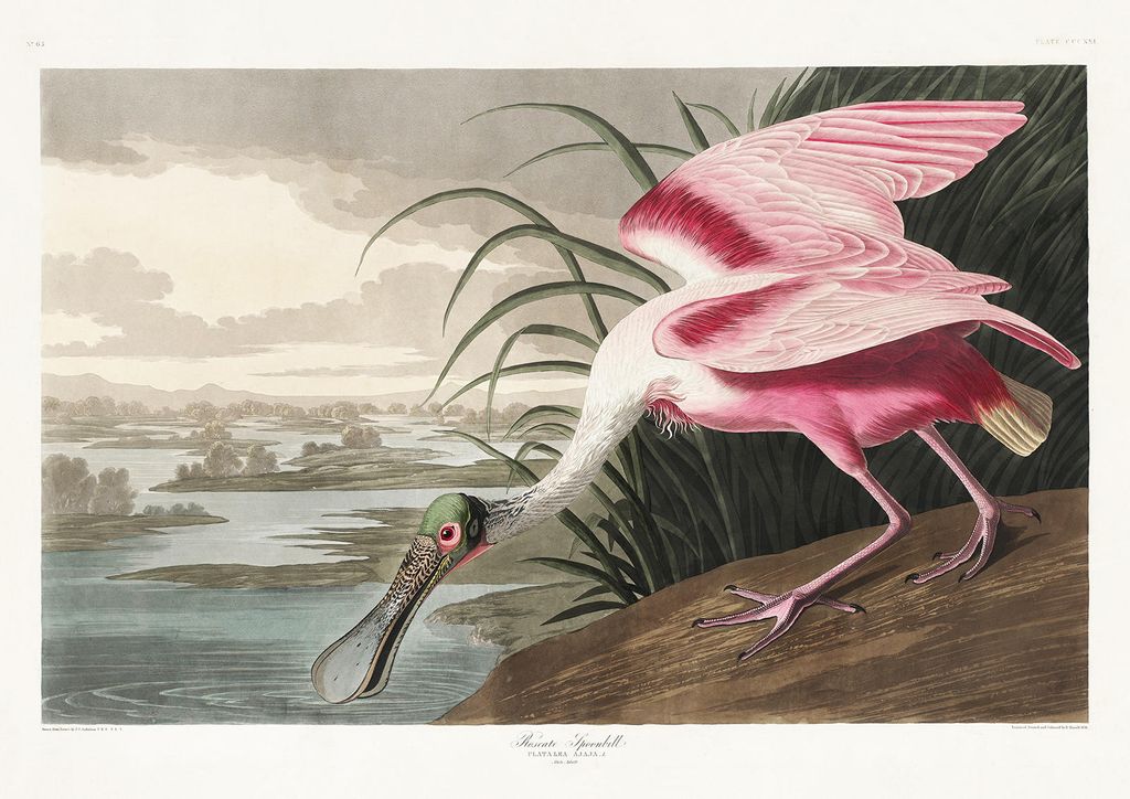 Plakat - Roseate Spoonbill By John James Audubon 30x21 - Dear Sam
