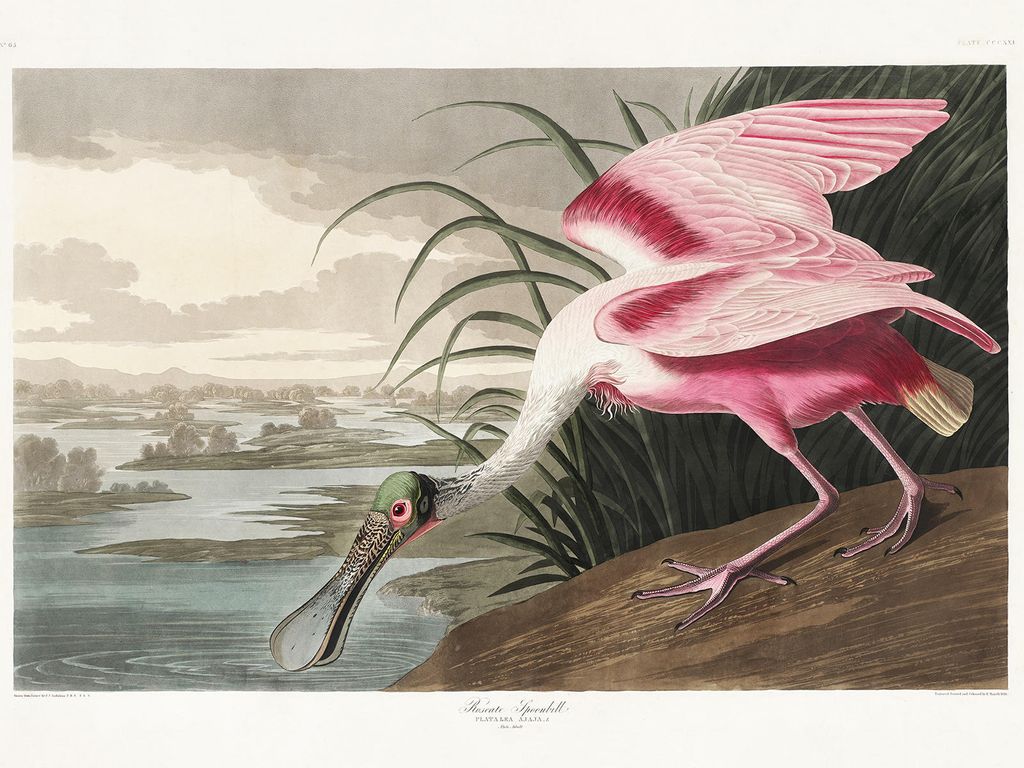 Plakat - Roseate Spoonbill By John James Audubon 40x30 - Dear Sam