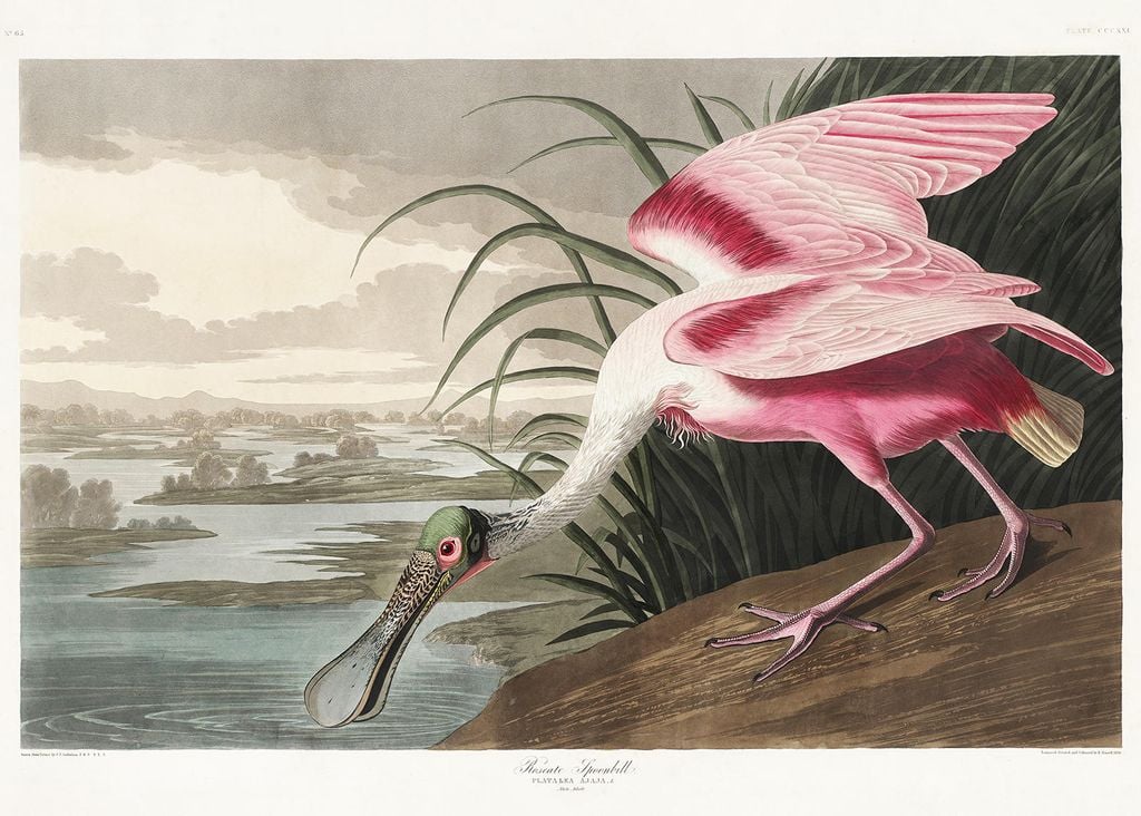 Plakat - Roseate Spoonbill By John James Audubon 70x50 - Dear Sam