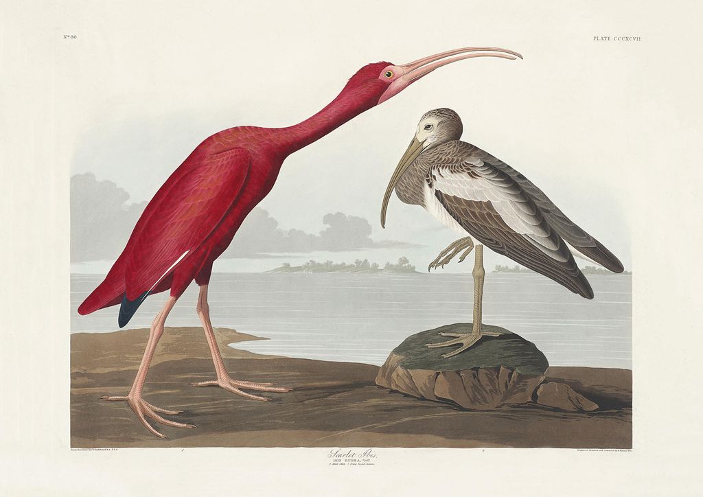 Plakat - Scarlet Ibis By John James Audubon 30x21 - Dear Sam
