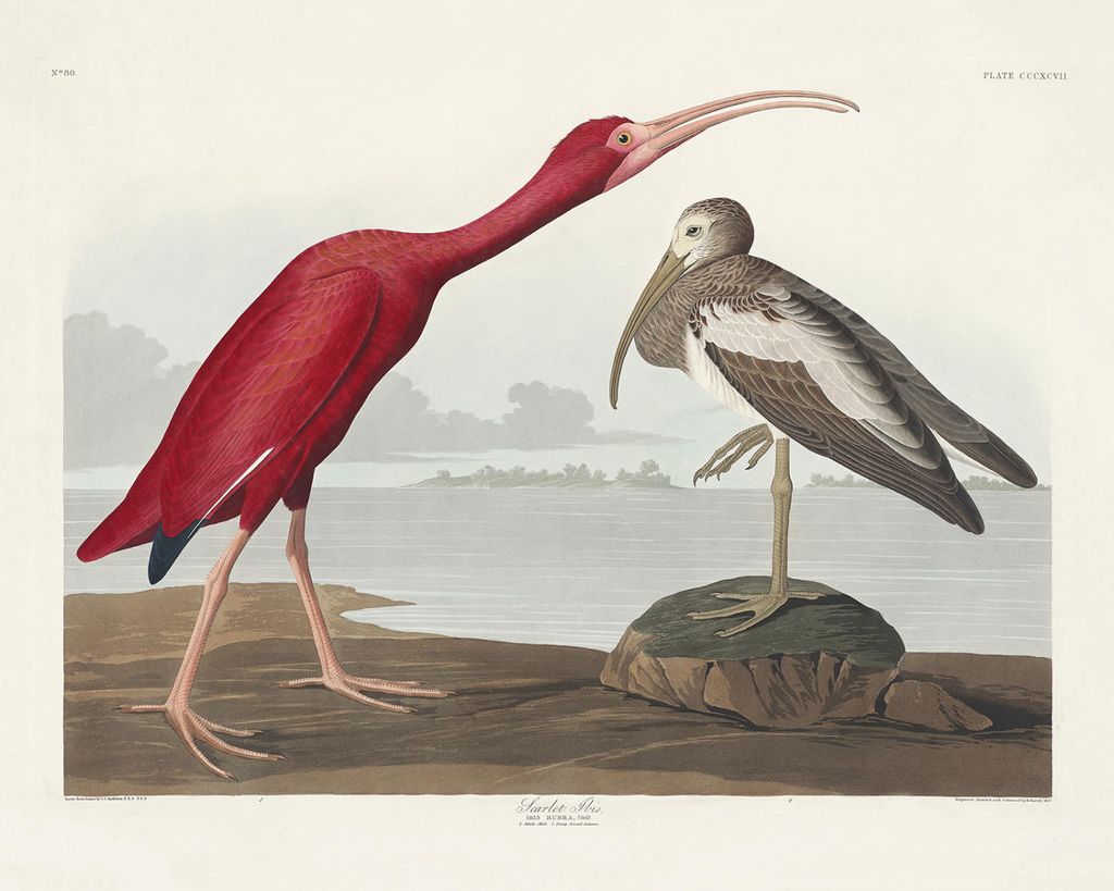 Plakat - Scarlet Ibis By John James Audubon 50x40 - Dear Sam
