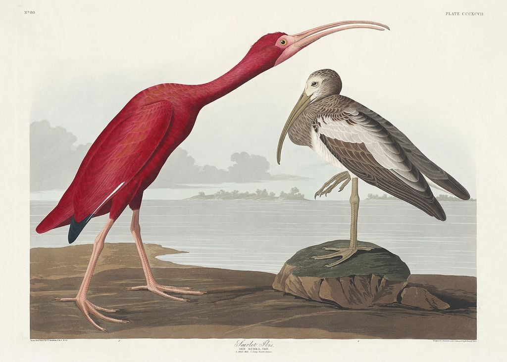 Plakat - Scarlet Ibis By John James Audubon 70x50 - Dear Sam