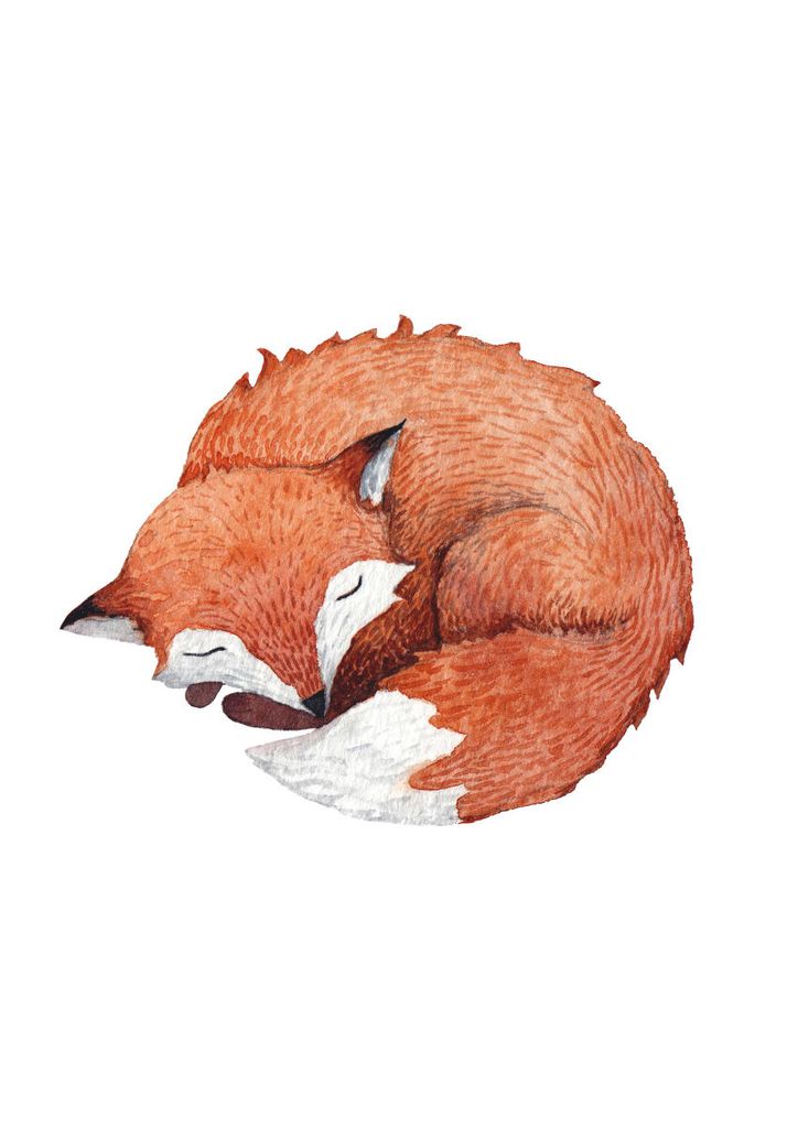 Poster - Sleeping Fox 21x30 - Dear Sam