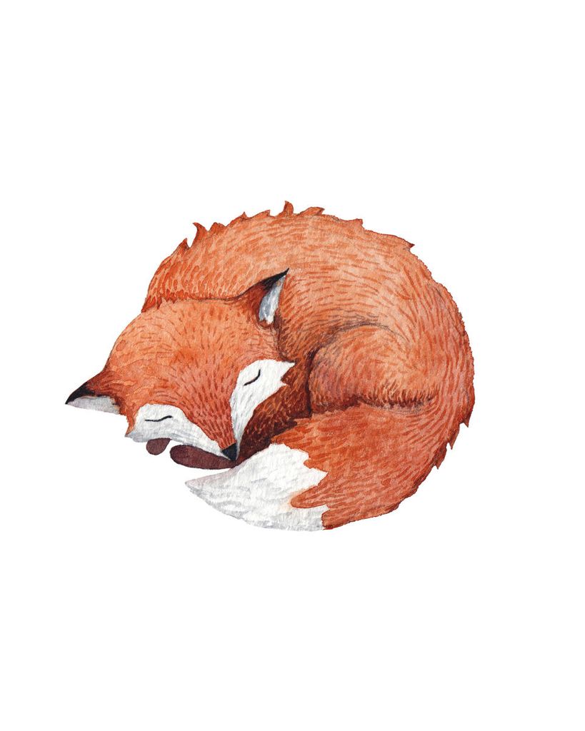 Poster - Sleeping Fox 40x50 - Dear Sam