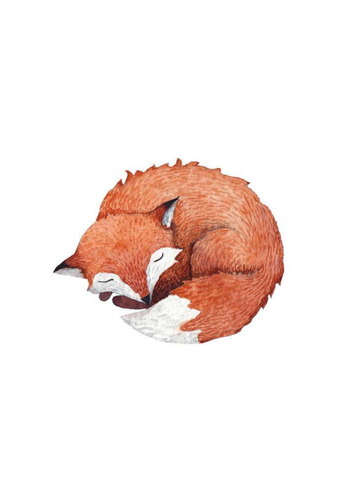 Poster - Sleeping Fox 50x70 - Dear Sam