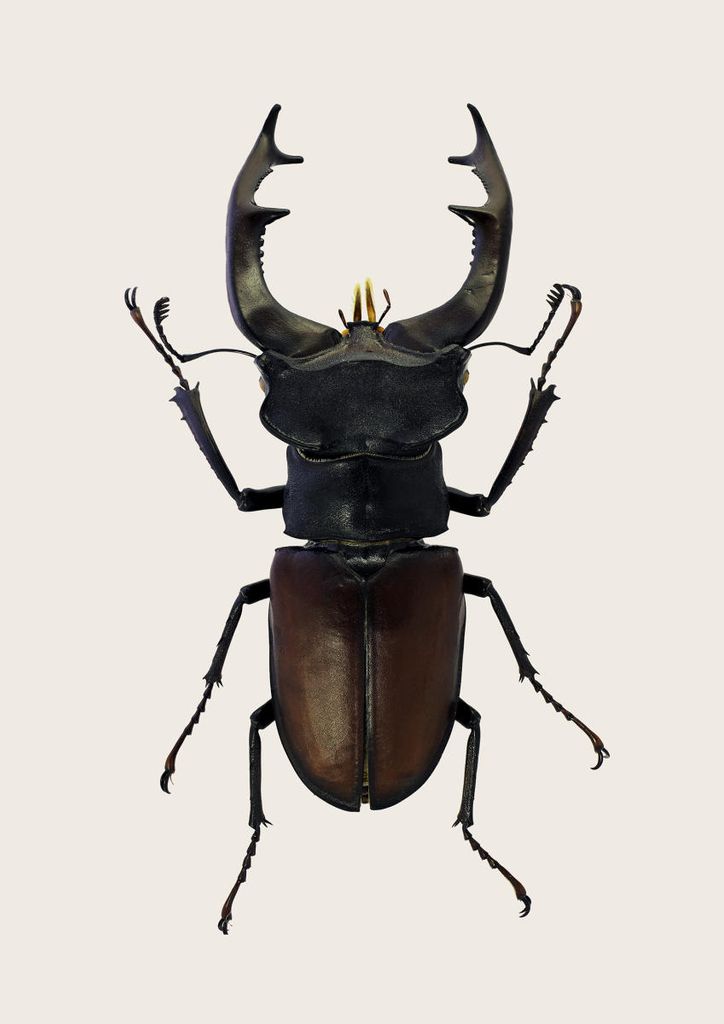 Poster - Stag Beetle 2 21x30 - Dear Sam