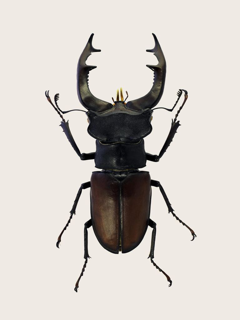 Poster - Stag Beetle 2 30x40 - Dear Sam
