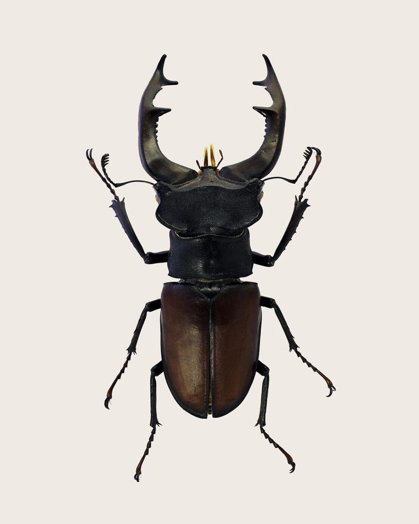 Poster - Stag Beetle 2 40x50 - Dear Sam