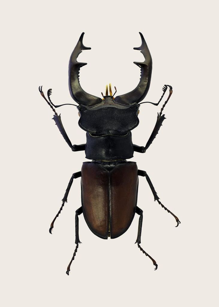 Poster - Stag Beetle 2 50x70 - Dear Sam